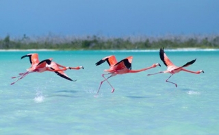 Avistamiento flamingos+